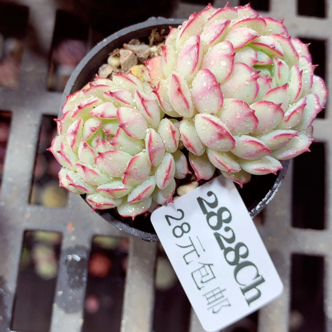 5厘米盆精控多肉2828