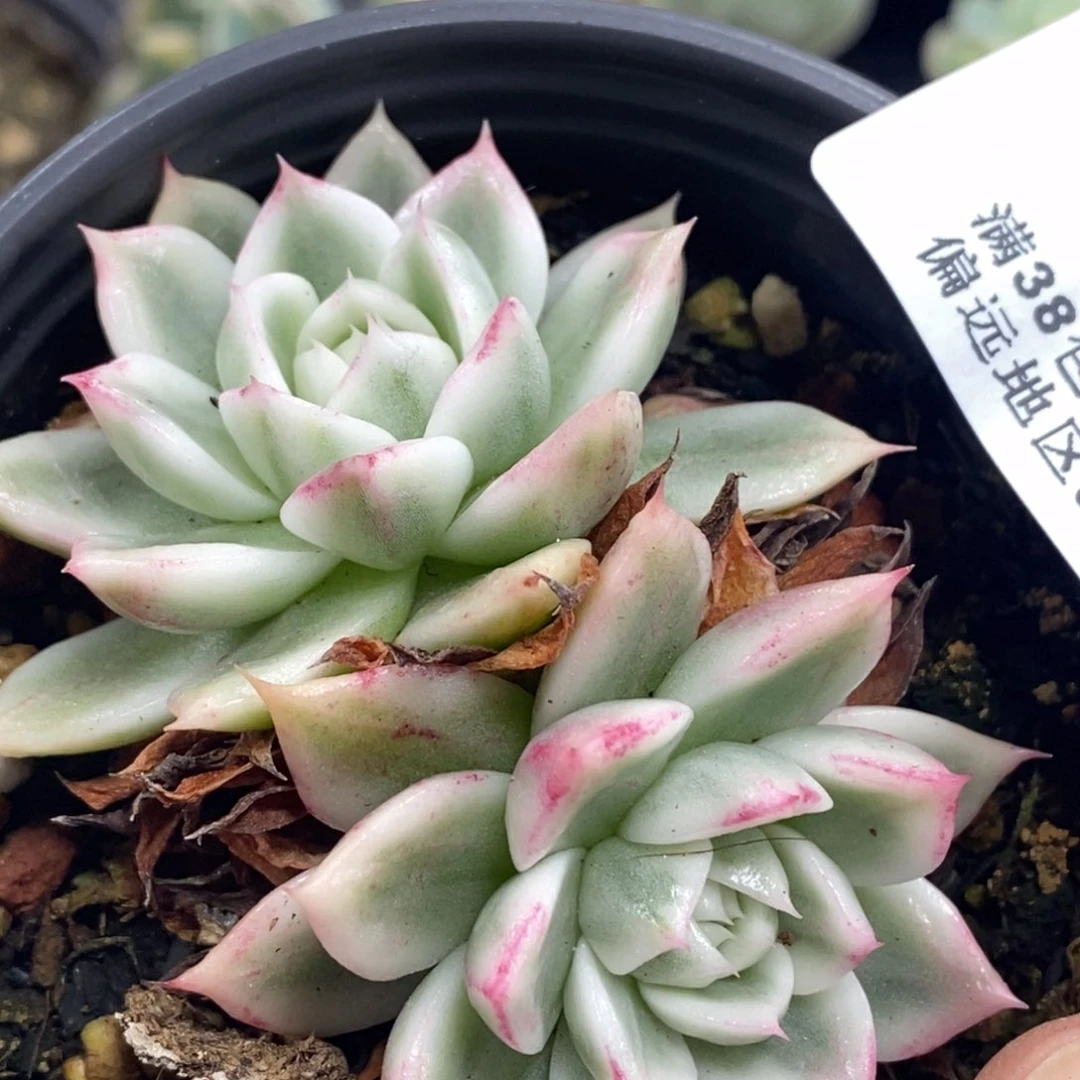 842蝴蝶飞锦双头的