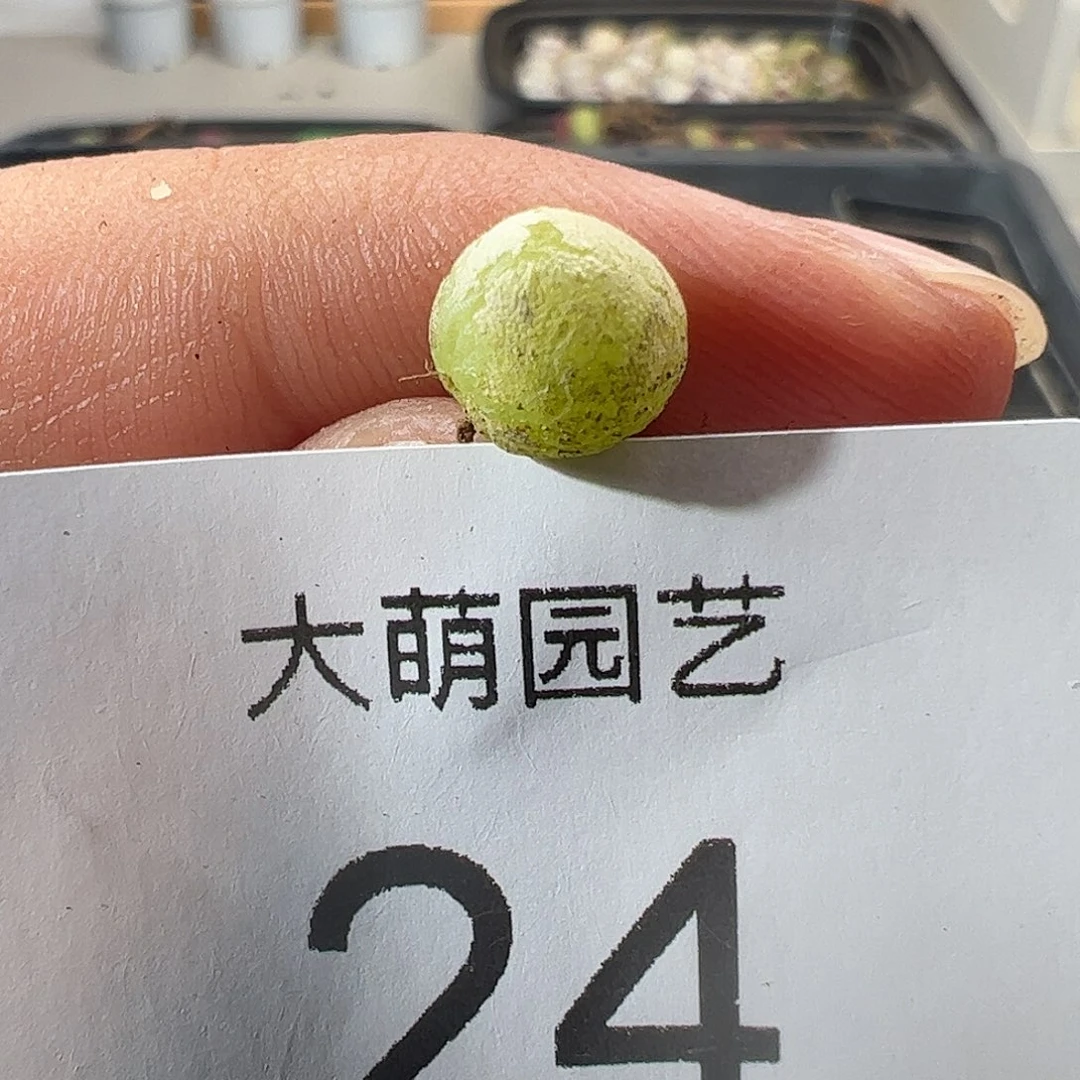 一物一拍。          24