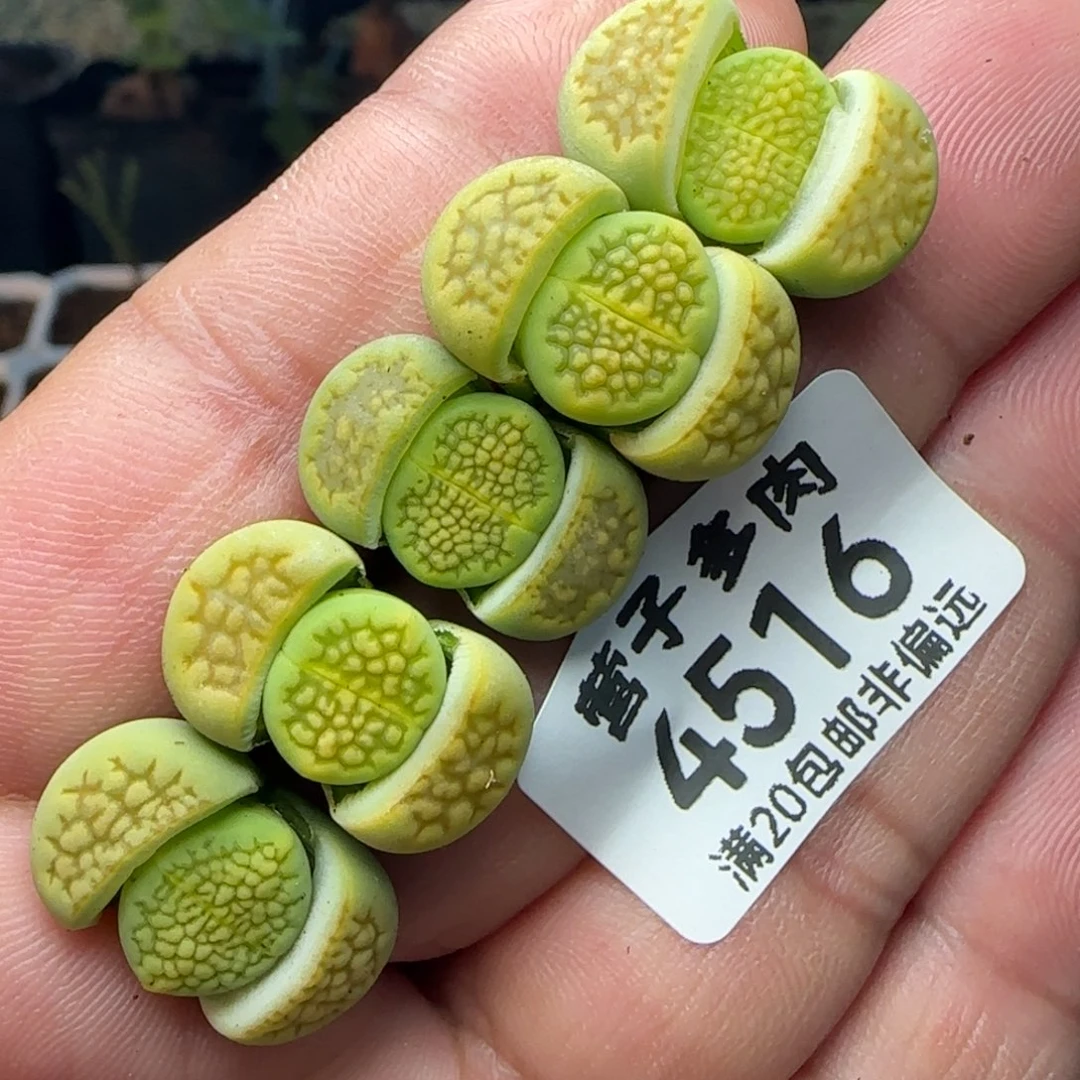黄巴黎。