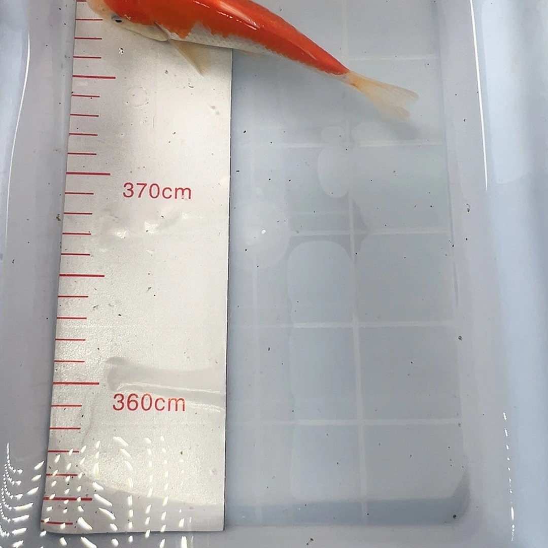 锦鲤鑫泓锦鲤养殖