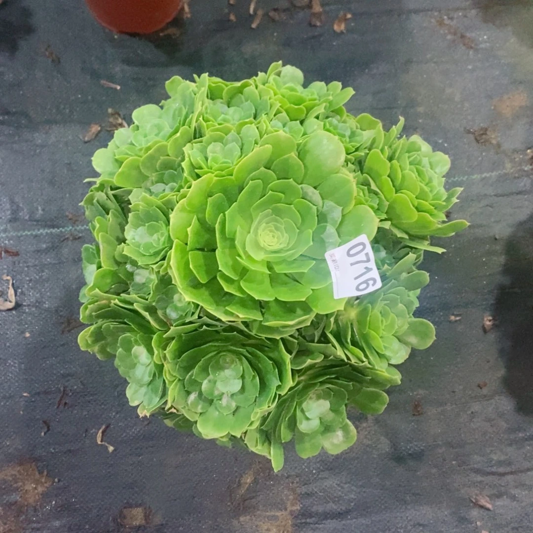 张*云绿玫瑰716多肉1111