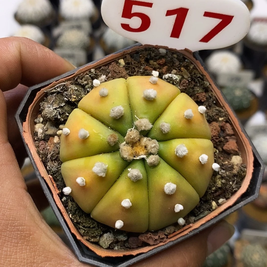 517黄体福利特价来了