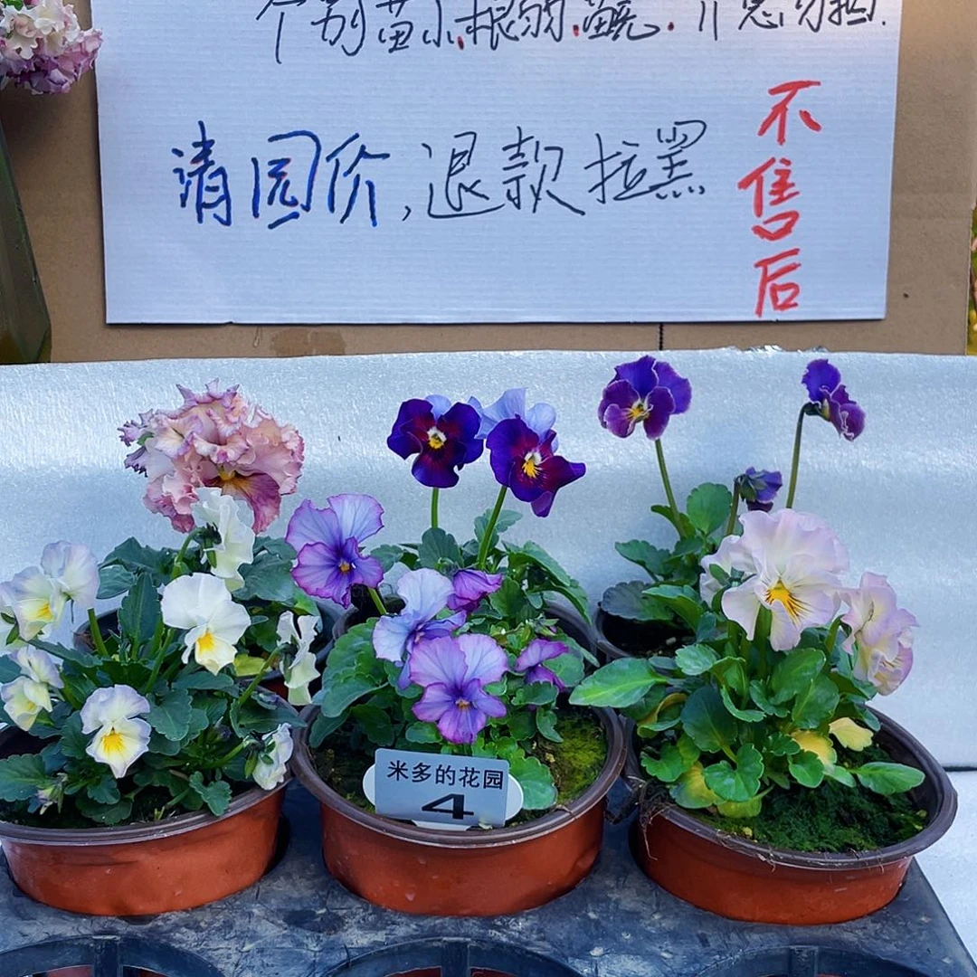 大部分花苞少量开放4