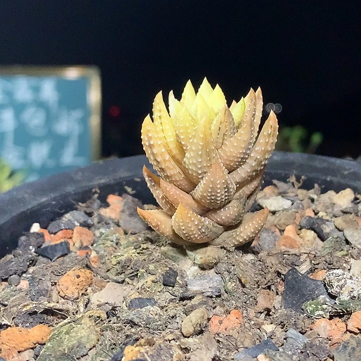 九轮塔的缟斑锦啊啊啊啊