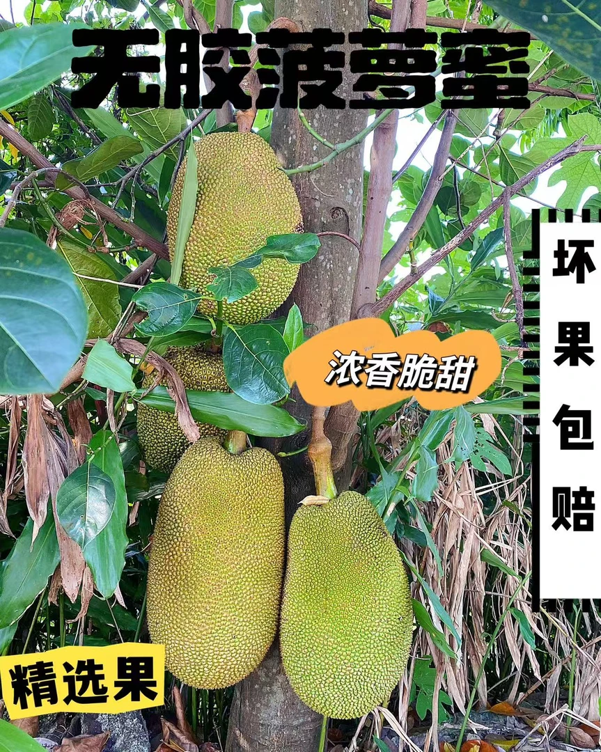 菠萝蜜黄肉（稀有半干半湿包）新鲜热带水果确认生熟再食用