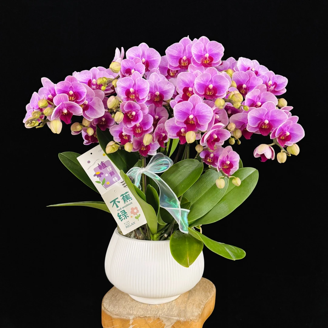 【宝贝】粉色系精致桌面款花花 耐开耐养 室内花卉