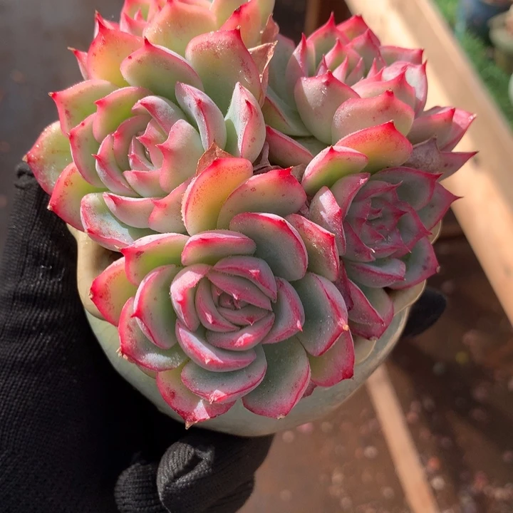 粉水晶带盆