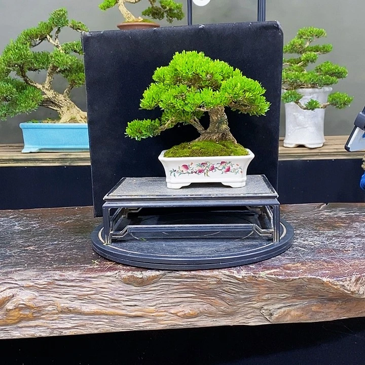 无花朵黄杨盆景四季常青