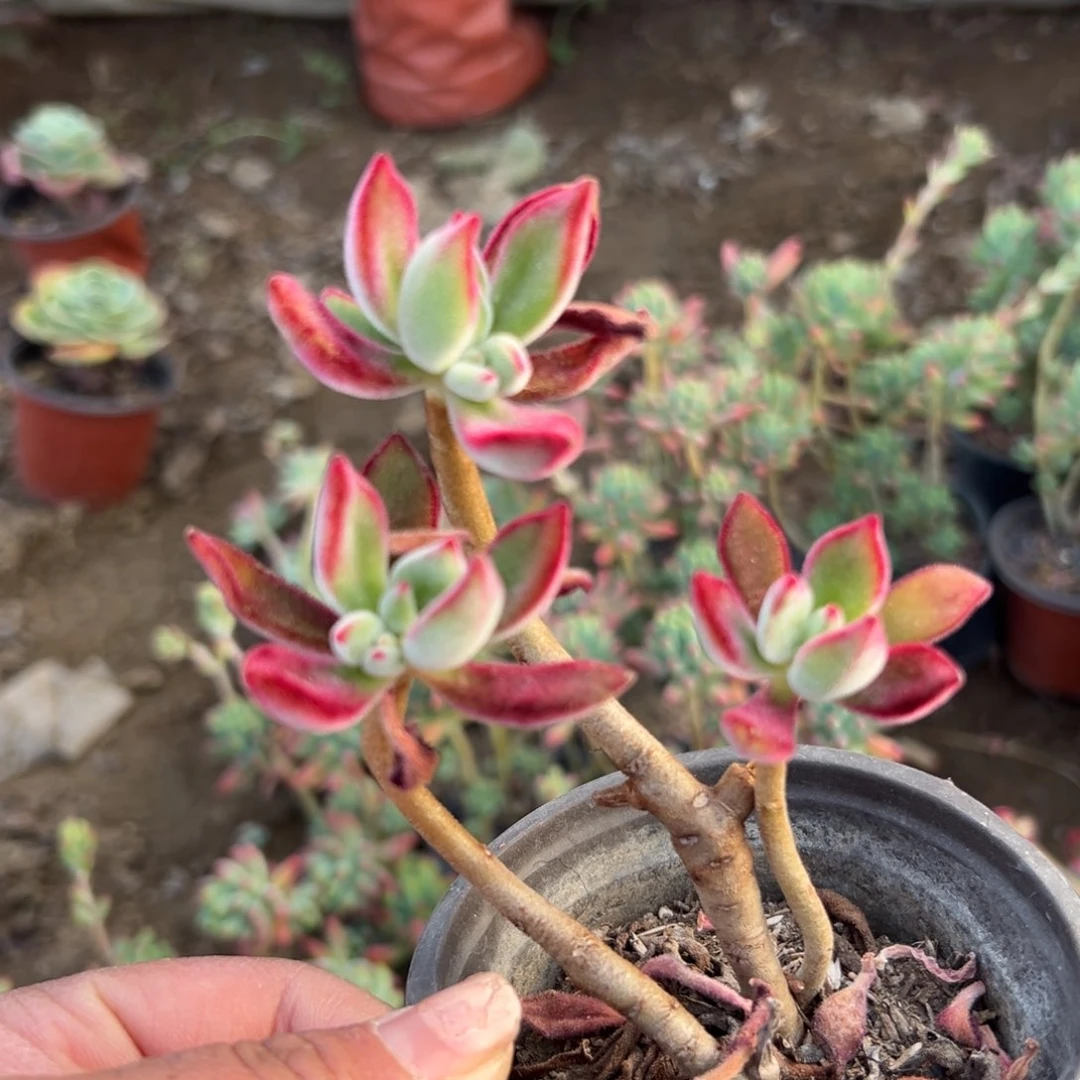 多肉植物多肉植物