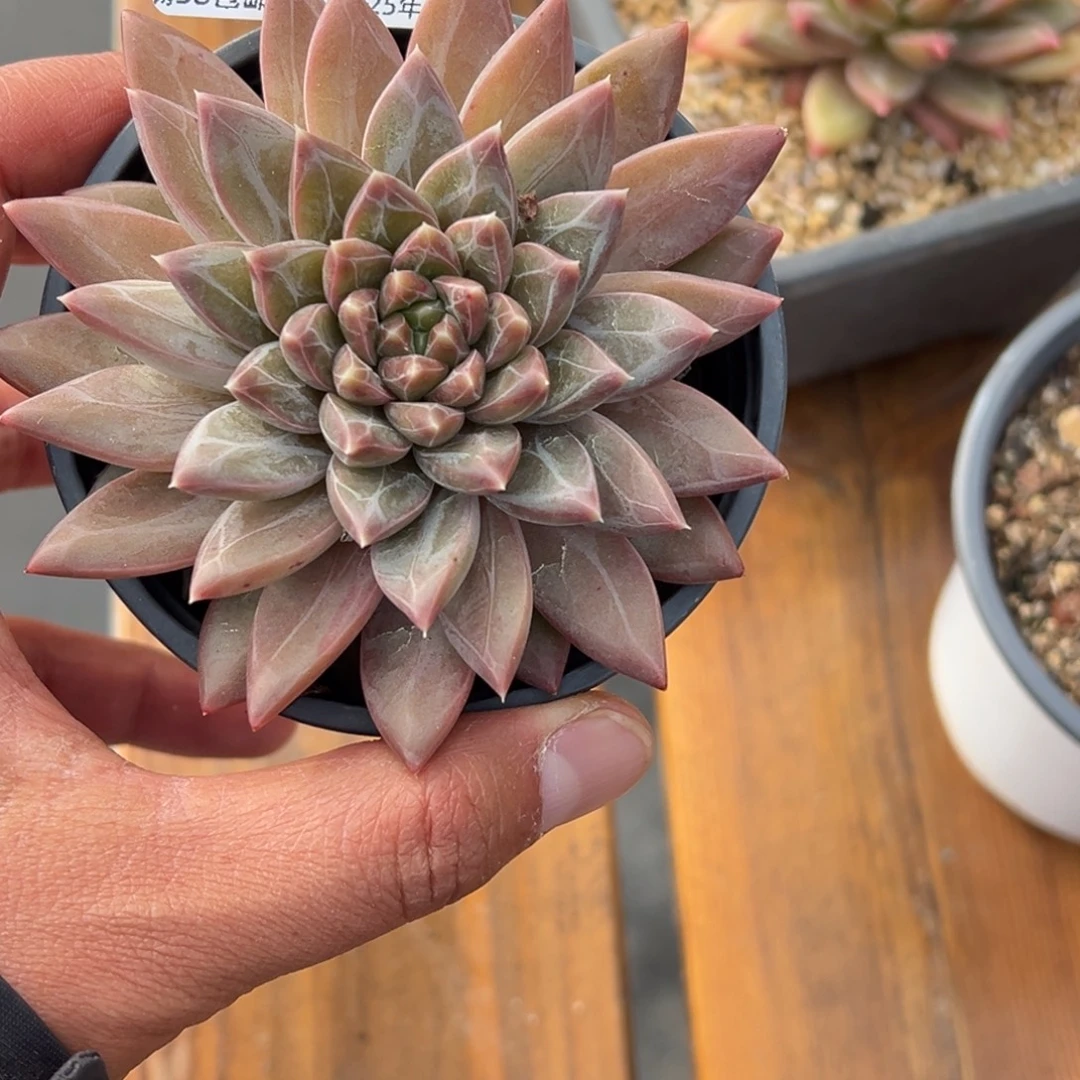 张张精品多肉甄选239