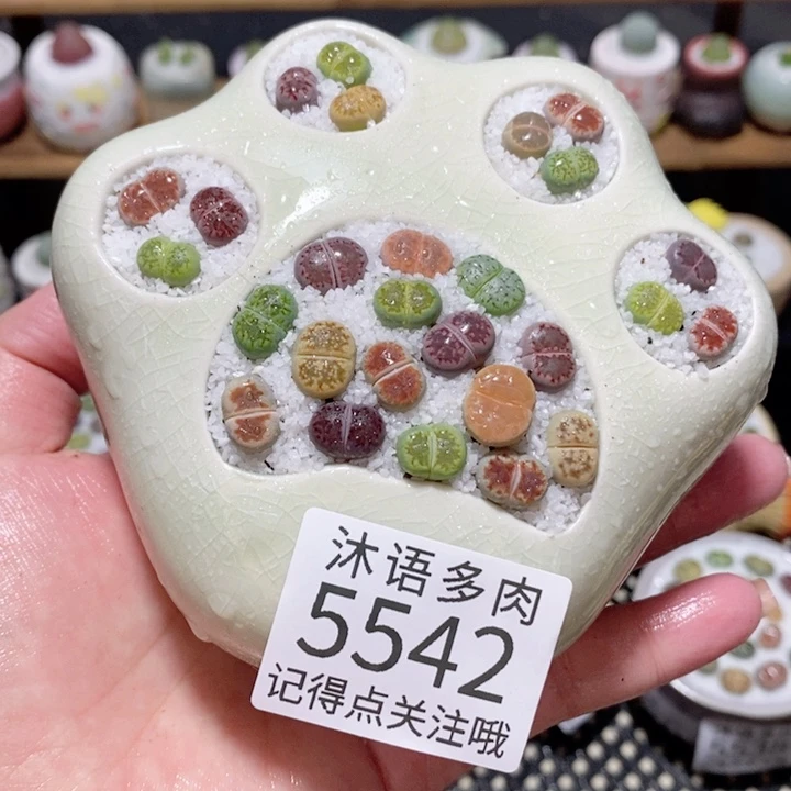 带盆土植物 一物一拍5542