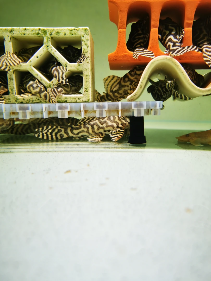 央央水族 周二鼠鱼异型特价专区