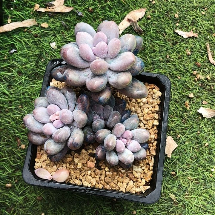 汤圆小群多肉植物
