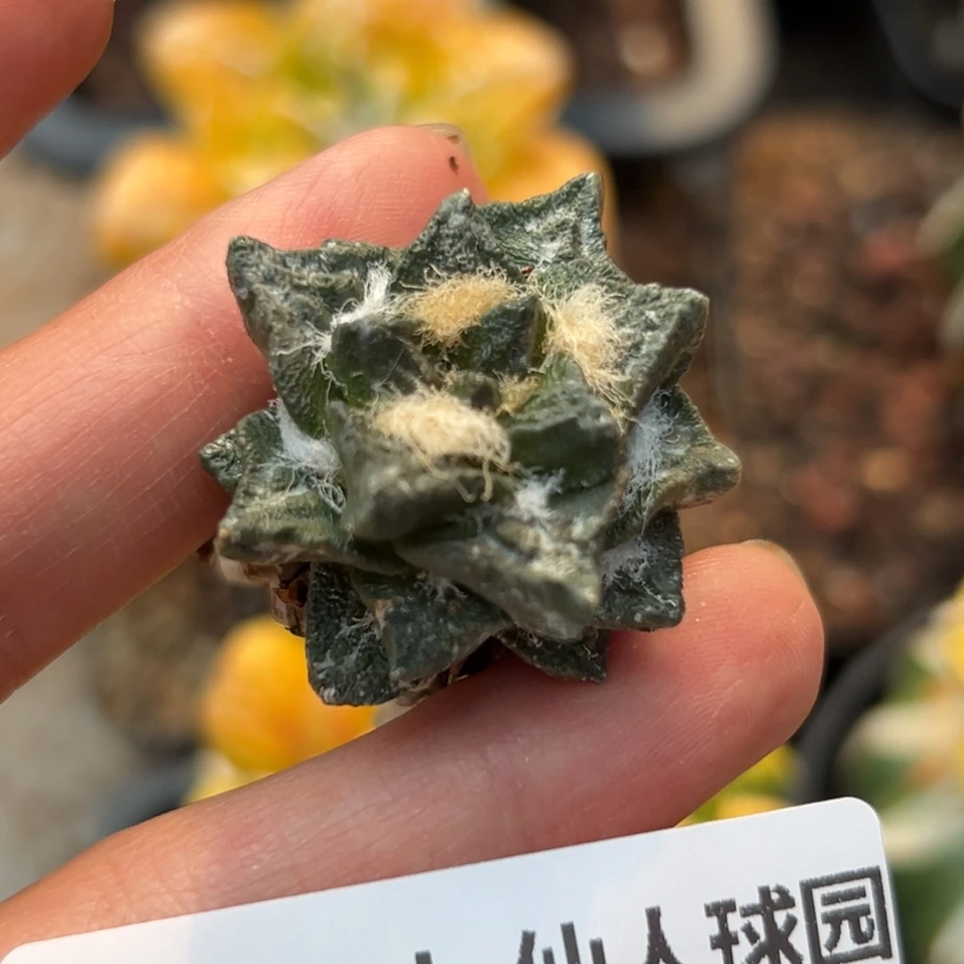 806 龙角 有根 仙人球的世界