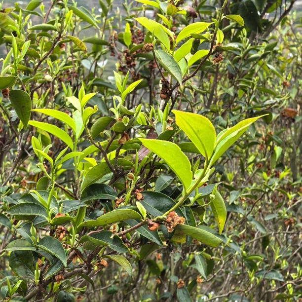 2025  碳焙高山老枞蜜兰香茶虎（量少）