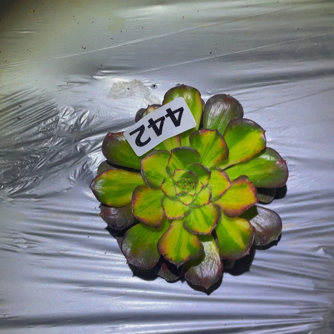 海王七彩多肉植物442