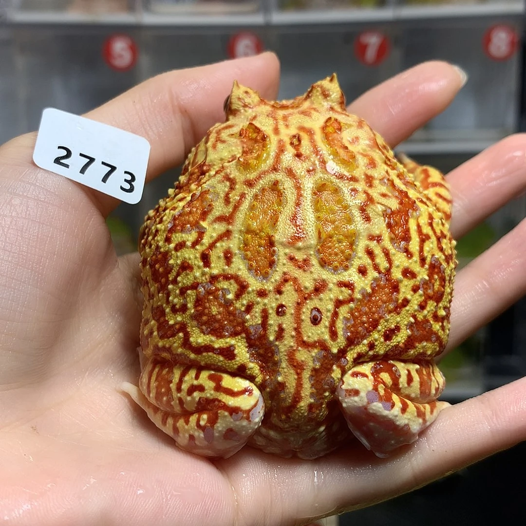 角蛙2773火龙火龙