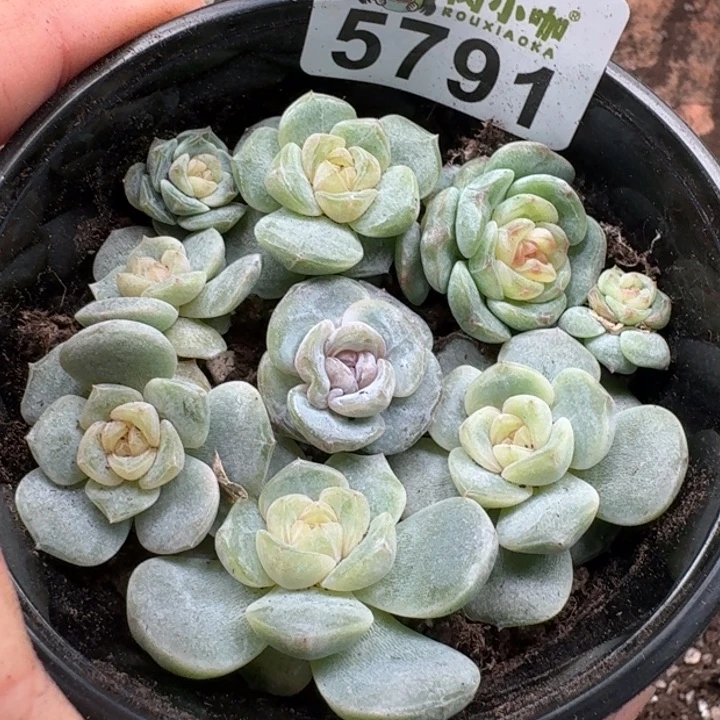 完全开放多肉植物多肉植物