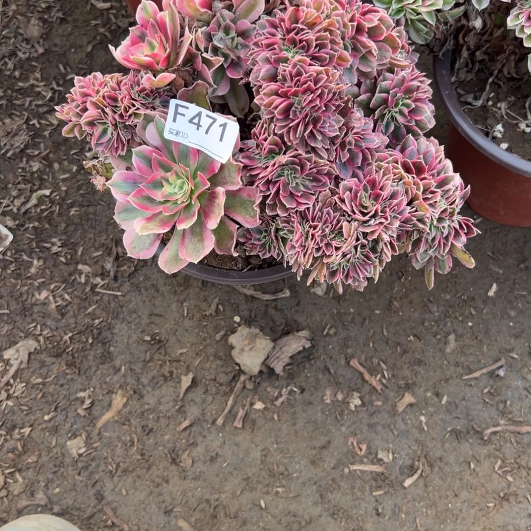 471粉女巫缀化多肉植物