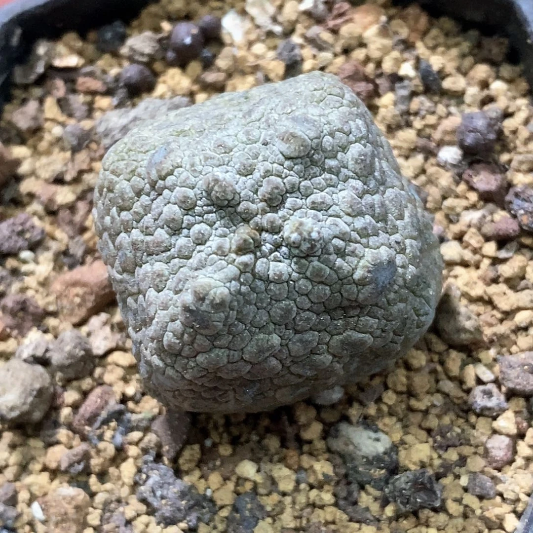 孤品实生特选株四方凝蹄玉3.1cm
