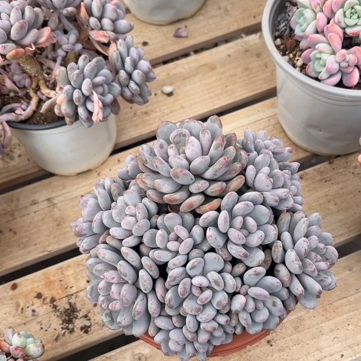 香香雪多肉植物9 0 9