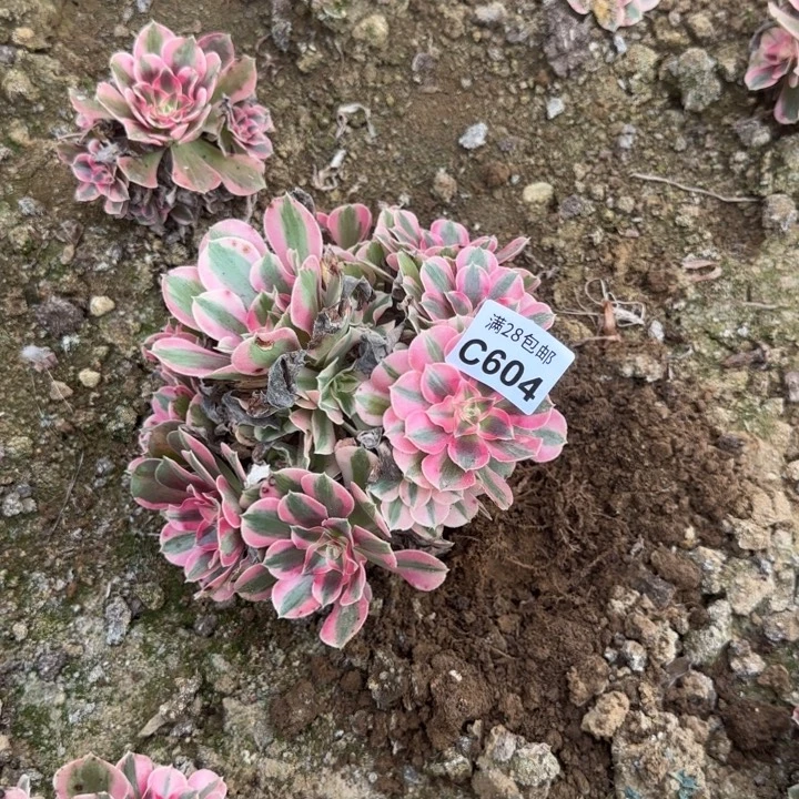604 多肉植物不包断枝