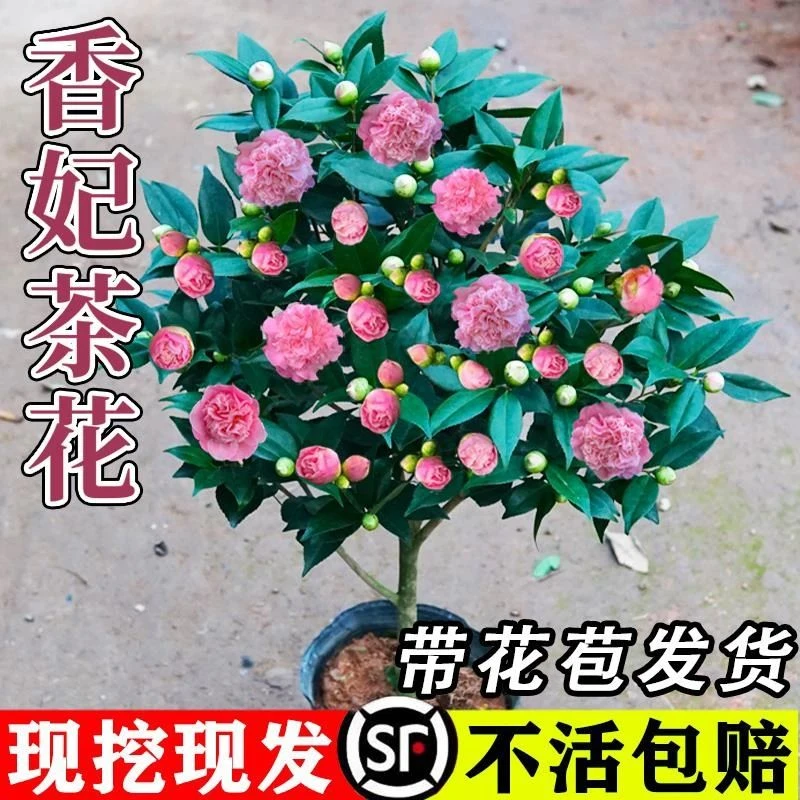 香妃茶花树苗带花苞四季山茶花盆栽花卉开花植物名贵花苗五色赤丹