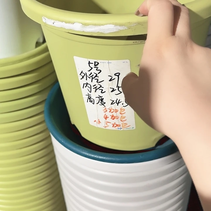 四季5号果绿无托6个特价微瑕