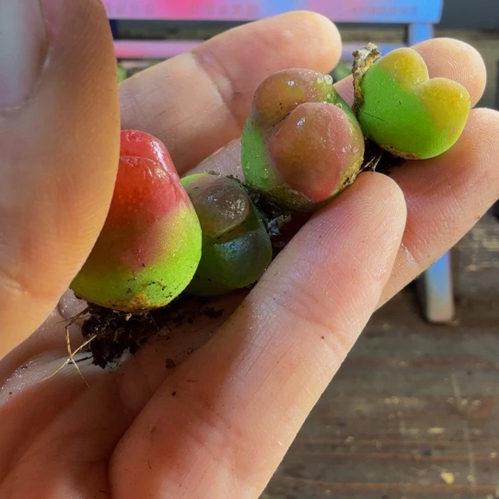 毛毛大母本随机1.8厘米以上