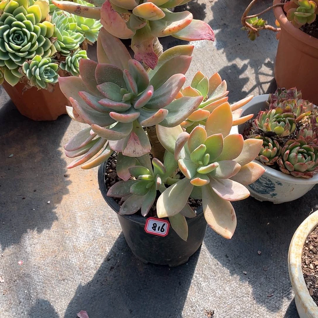 816芒果美人 一物一拍多肉