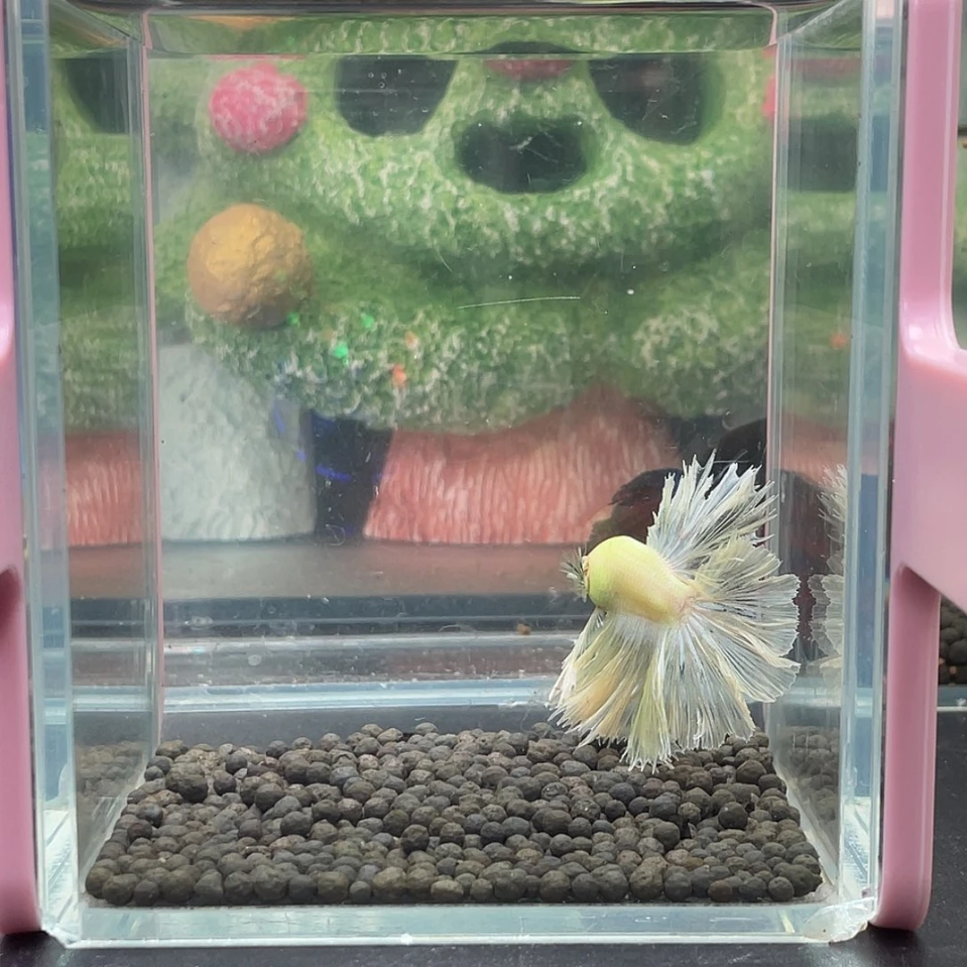 斗鱼28号1230早绿绣