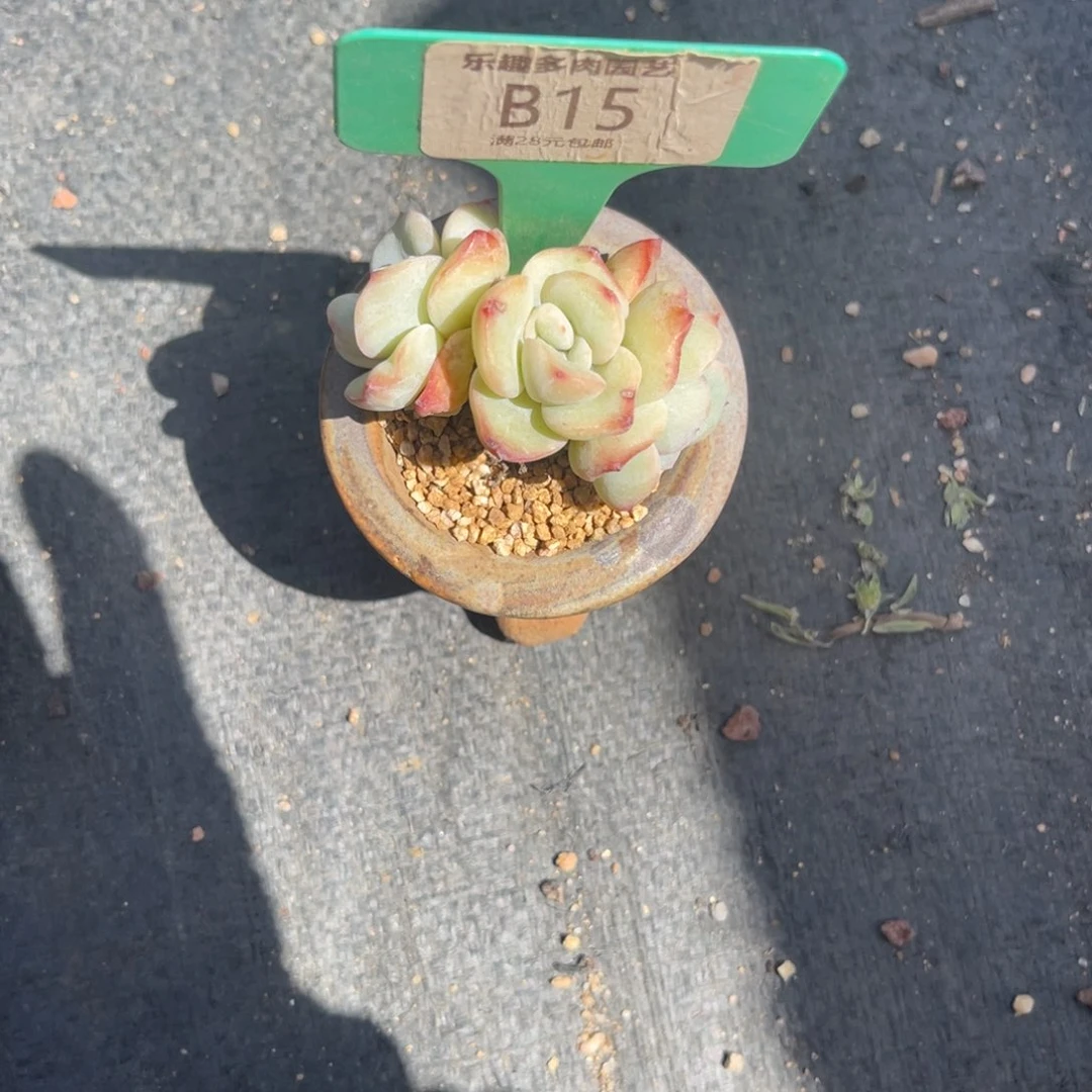 多肉植物一物一拍