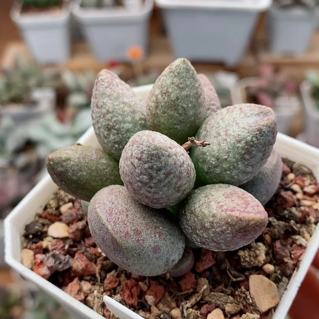 实生75号水泡多肉植物