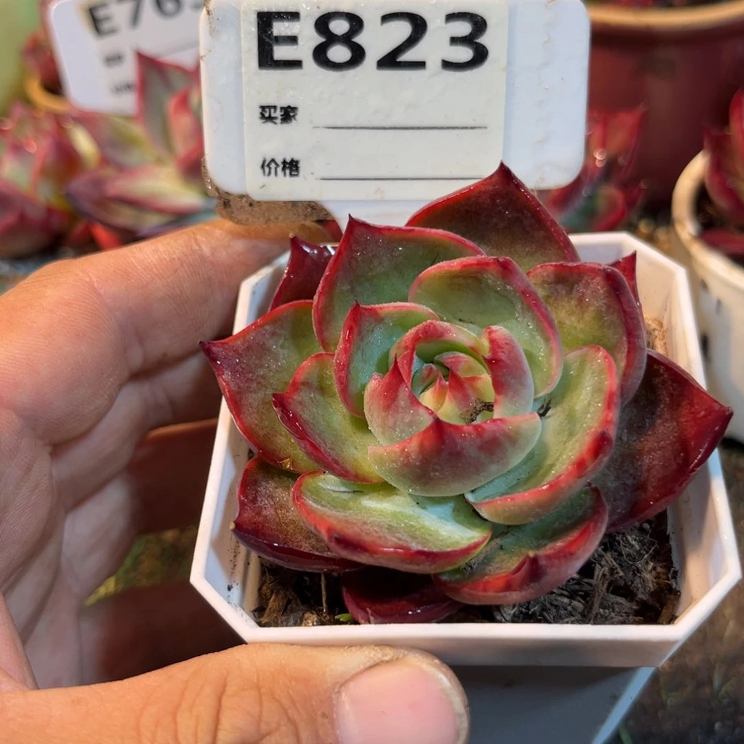 惊鸿一瞥823号多肉