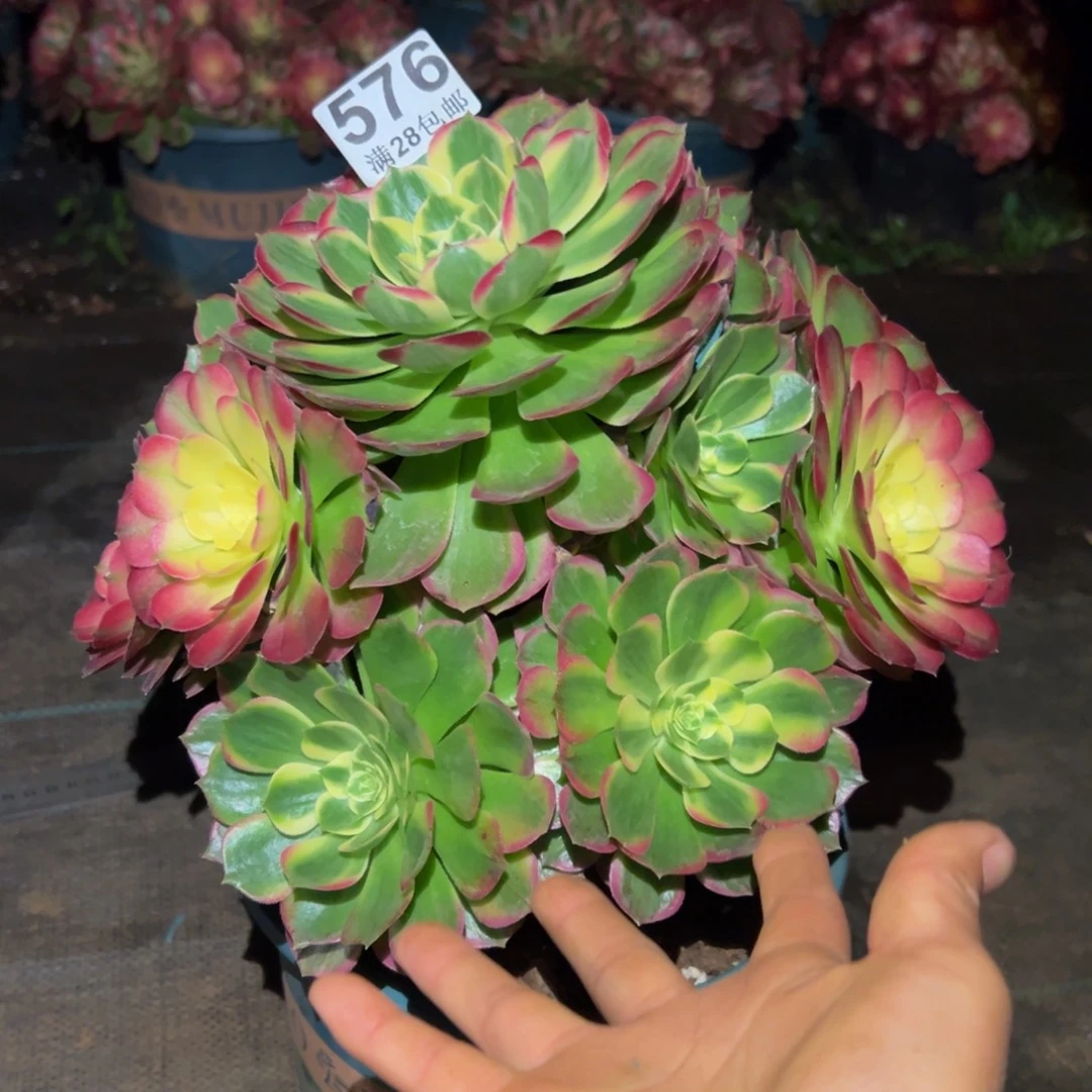 用***8多肉植物576海仙的