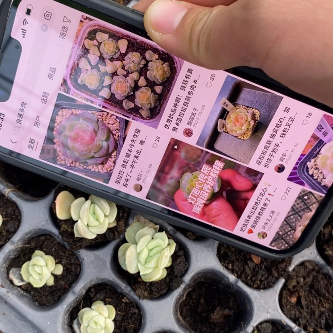 穴盘良辰一个多肉量拍