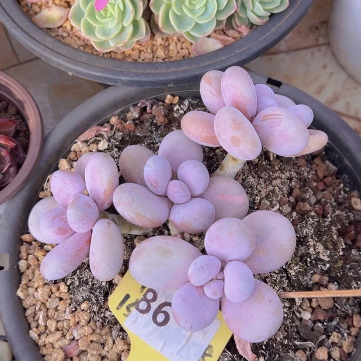 健健康康平平安安