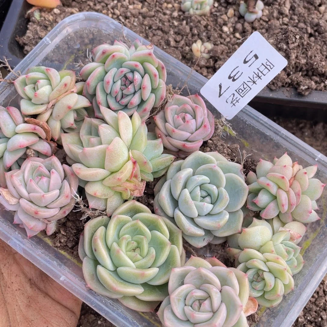 快*多肉植物多肉植物537