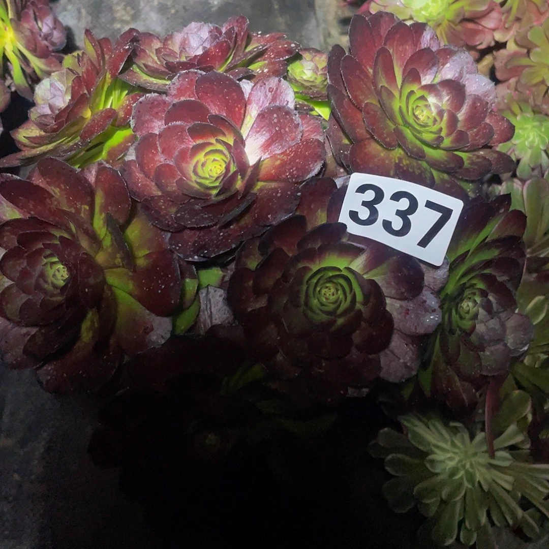 多肉法师337号黑寡妇发货不包损