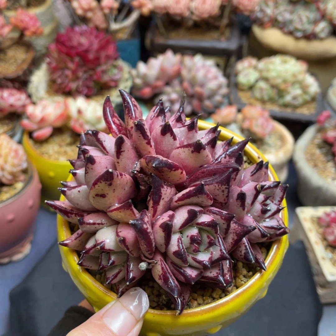 东云杂交多头群生