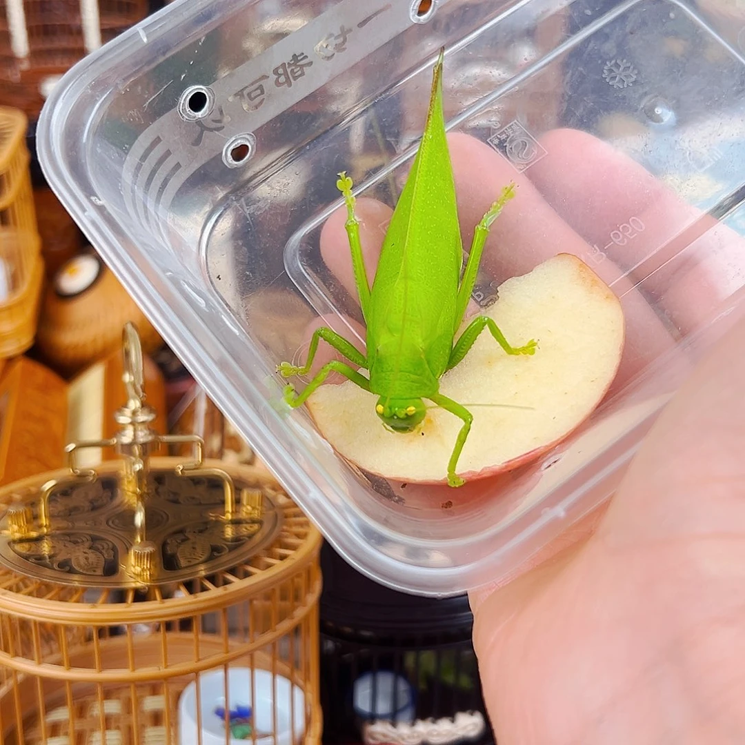 竹布鲁纳加一个生态箱