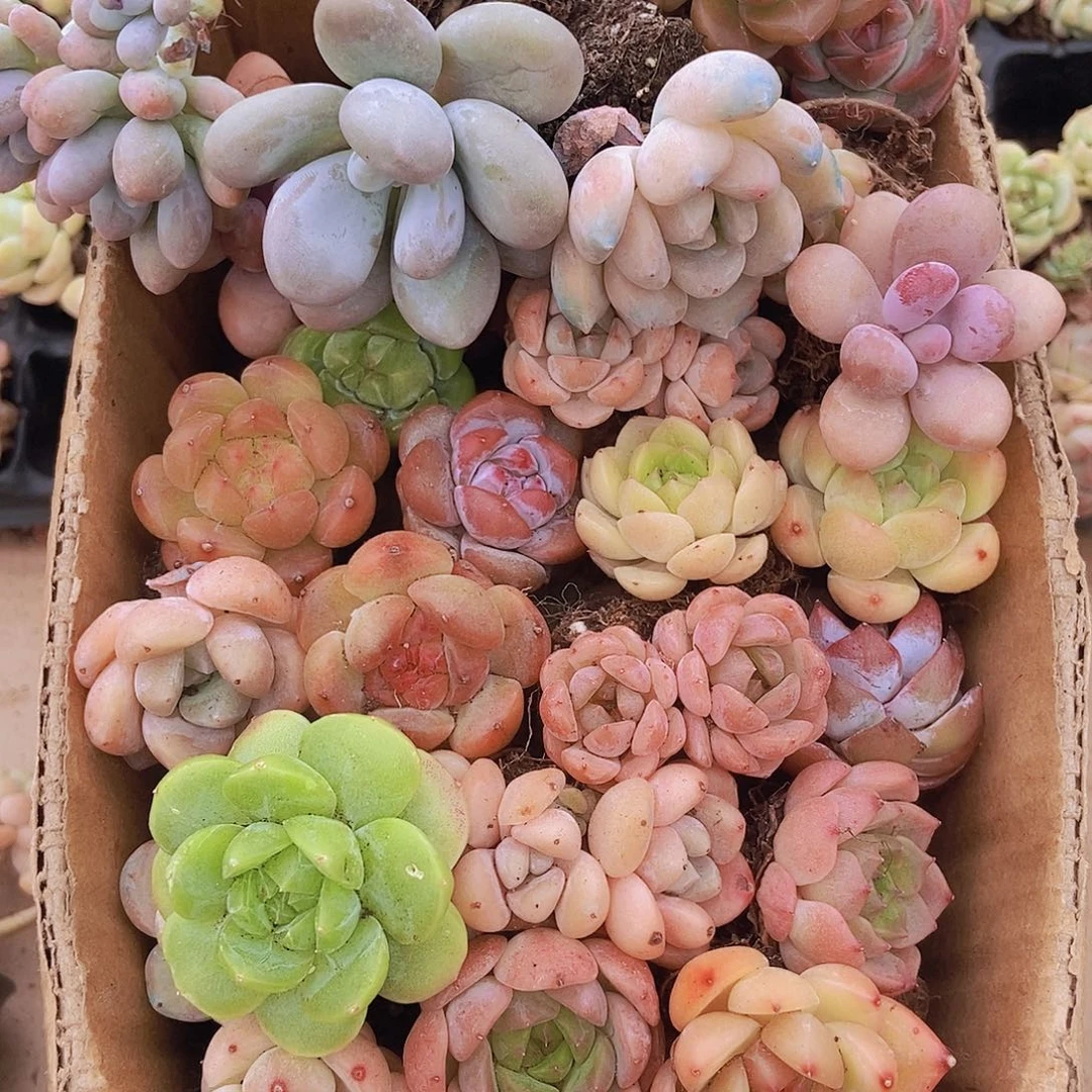 000000000001量拍保底20颗