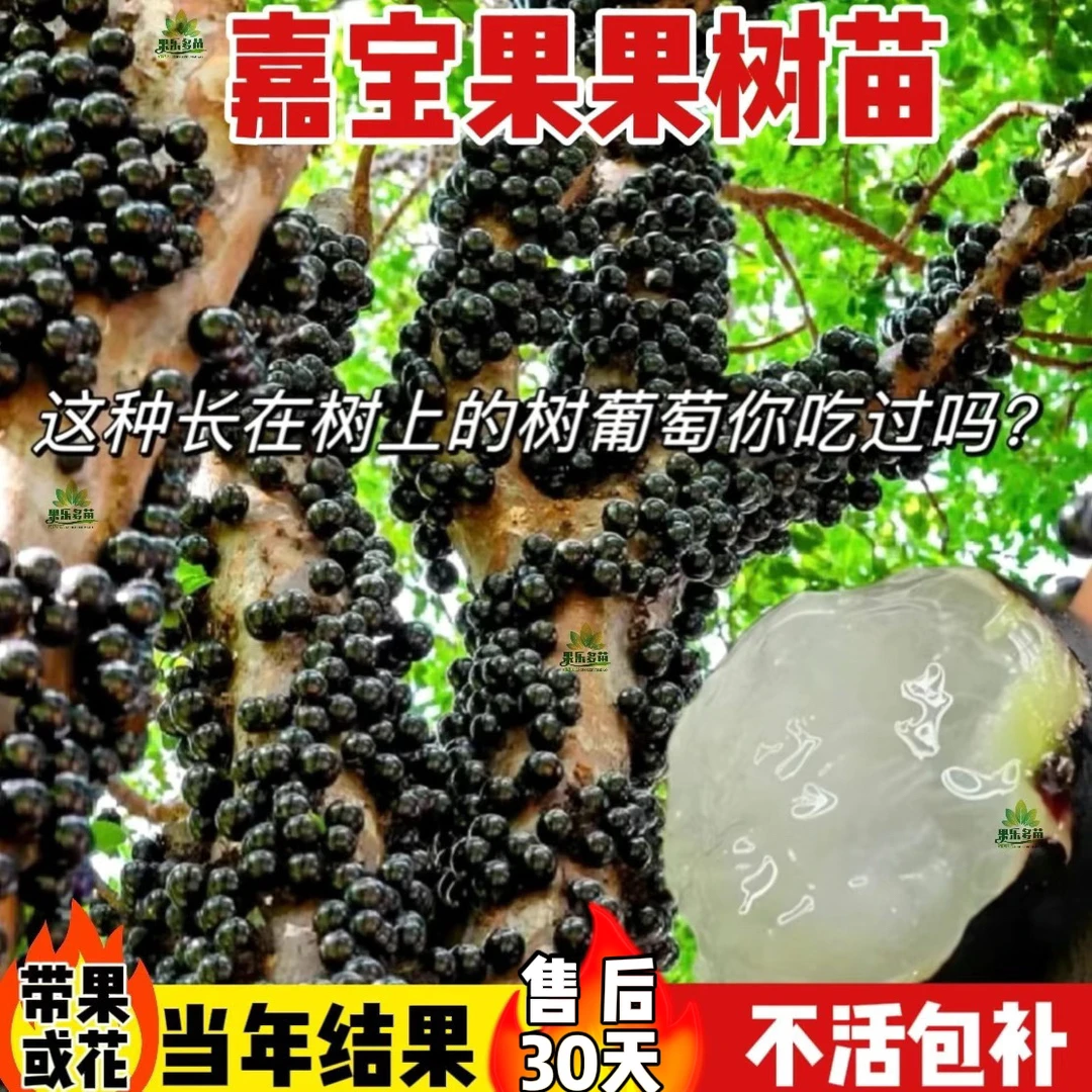 嘉宝果树苗树葡萄苗南北方种植盆栽四季结果果树