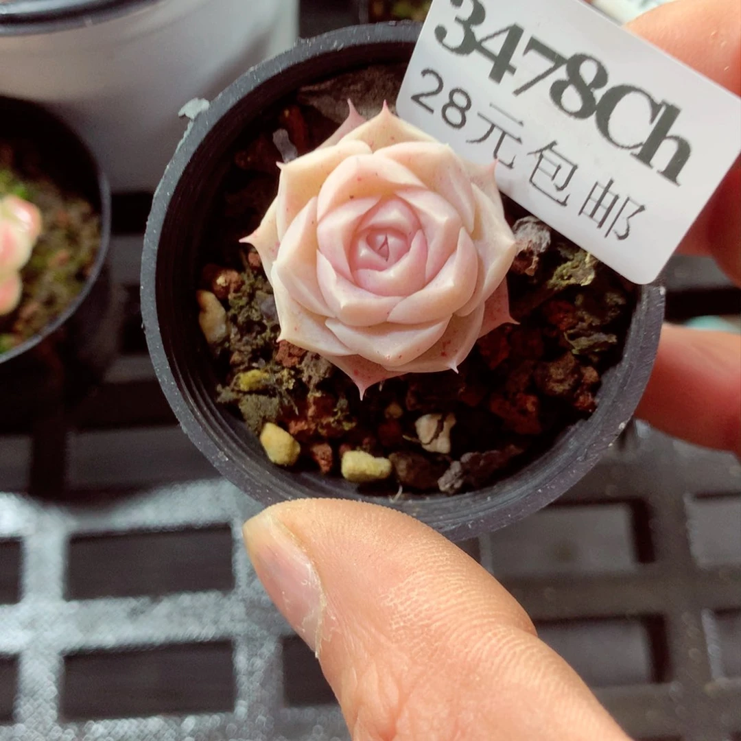 5厘米盆精控多肉3478