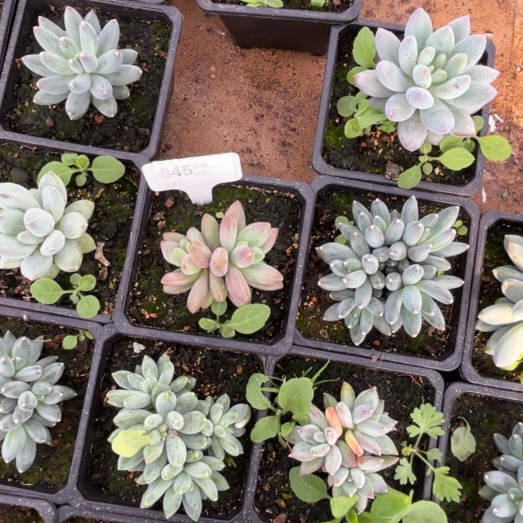 d***q摩登多肉植物小苗845