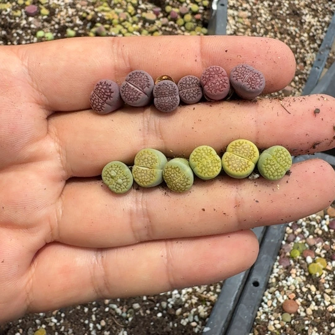 玛***！J866黄绿巴里杂紫巴里回交