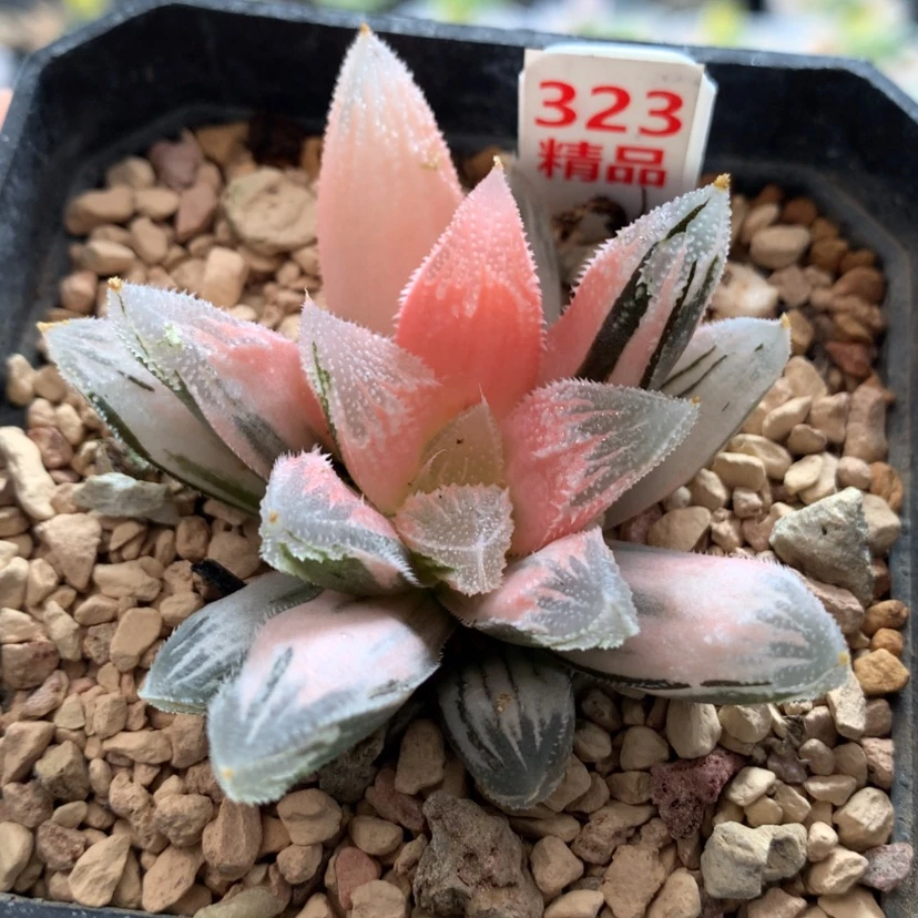 【闪购商品】323糊斑白帝城