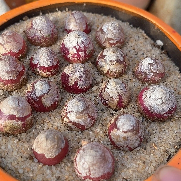 单头灯泡一颗    1厘米以上