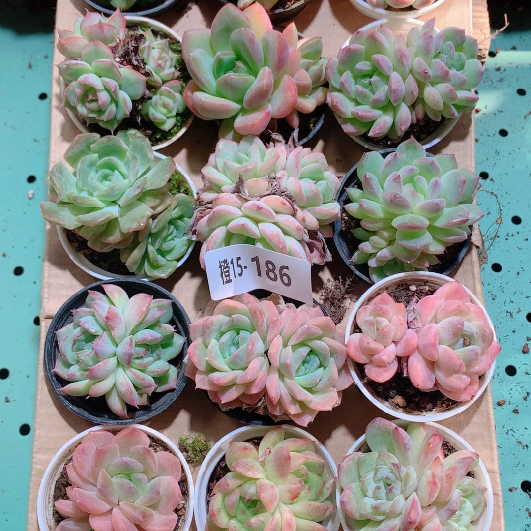 15-186一物一拍多肉带盆18颗